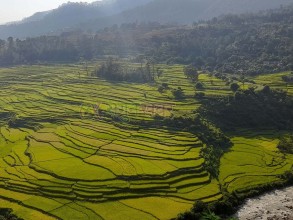 बैतडीमा यो बर्ष धान उत्पादनमा वृद्धि 